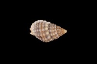 藏品(粗紋織紋螺)的圖片